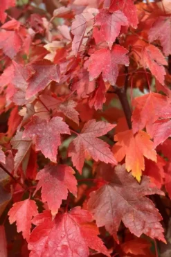 Native Red Maple Tree (Acer Rubrum) - 3 Pack Of 1.5 Quart Pots -Outlet Leaf Echoes Store acer rubrum red maple 3