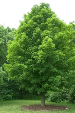 Native Red Maple Tree (Acer Rubrum) - 3 Pack Of 1.5 Quart Pots -Outlet Leaf Echoes Store acer rubrum red maple tree 1