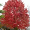 Native Red Maple Tree (Acer Rubrum) - 3 Pack Of 1.5 Quart Pots