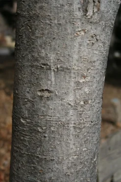 Native Red Maple Tree (Acer Rubrum) - 3 Pack Of 1.5 Quart Pots -Outlet Leaf Echoes Store acer rubrum red maple tree 4