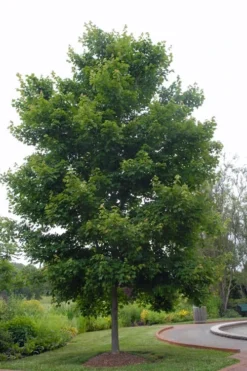 Native Red Maple Tree (Acer Rubrum) - 3 Pack Of 1.5 Quart Pots -Outlet Leaf Echoes Store acer rubrum red maple tree 5