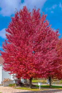 Native Red Maple Tree (Acer Rubrum) - 3 Pack Of 1.5 Quart Pots -Outlet Leaf Echoes Store acer rubrum red maple tree 6