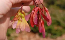 Native Red Maple Tree (Acer Rubrum) - 3 Pack Of 1.5 Quart Pots -Outlet Leaf Echoes Store acer rubrum red maple tree 7