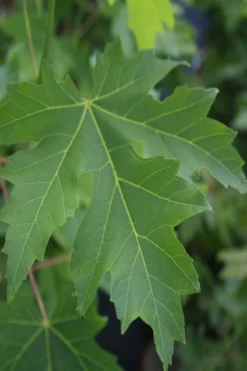 Silver Maple Tree (Acer Saccharinum) - 3 Pack Of 1.5 Quart Pots -Outlet Leaf Echoes Store acer saccharinum silver maple tree 2g