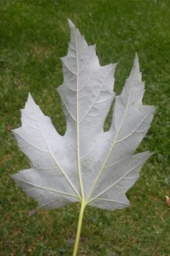 Silver Maple Tree (Acer Saccharinum) - 3 Gallon Pot -Outlet Leaf Echoes Store acer saccharinum silver maple tree 6 1