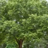 Silver Maple Tree (Acer Saccharinum) - 3 Gallon Pot