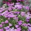 Firefly Amethyst Yarrow (Achillea) - 1 Gallon Pot
