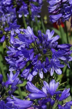 Ever Sapphire Agapanthus - Lily Of The Nile - 1 Gallon Pot -Outlet Leaf Echoes Store agapanthus ever sapphire 500x750 1