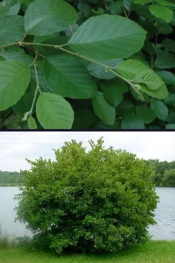 Smooth Alder Tree (Alnus Serrulata) - 1 Gallon Pot -Outlet Leaf Echoes Store alnus serrulata smooth alder 4