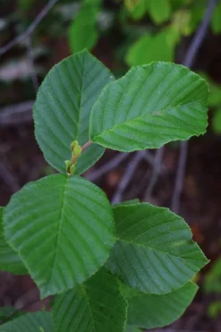 Smooth Alder Tree (Alnus Serrulata) - 1 Gallon Pot -Outlet Leaf Echoes Store alnus serrulata smooth alder leaves 13