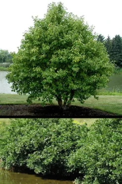 Smooth Alder Tree (Alnus Serrulata) - 1 Gallon Pot -Outlet Leaf Echoes Store alnus serrulata smooth alder shrub tree