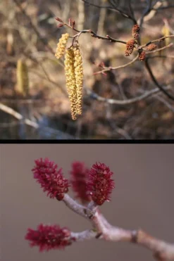 Smooth Alder Tree (Alnus Serrulata) - 1 Gallon Pot -Outlet Leaf Echoes Store alnus serrulata smoothalder flowers 11