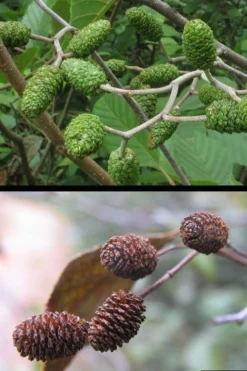 Smooth Alder Tree (Alnus Serrulata) - 1 Gallon Pot -Outlet Leaf Echoes Store alnus serrulata smoothalder fruit cones