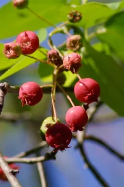 Downy Serviceberry Tree (Amelanchier Arborea) - 3 Pack Of 1.5 Quart Pots -Outlet Leaf Echoes Store amelanchier arborea downy serviceberry berries 1