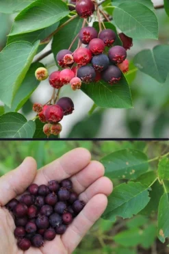 Downy Serviceberry Tree (Amelanchier Arborea) - 3 Pack Of 1.5 Quart Pots -Outlet Leaf Echoes Store amelanchier arborea downy serviceberry berries 3