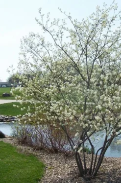 Downy Serviceberry Tree (Amelanchier Arborea) - 3 Pack Of 1.5 Quart Pots -Outlet Leaf Echoes Store amelanchier arborea downy serviceberry tree 2