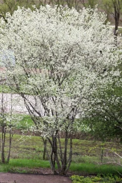 Downy Serviceberry Tree (Amelanchier Arborea) - 3 Pack Of 1.5 Quart Pots -Outlet Leaf Echoes Store amelanchier arborea downy serviceberry tree 3