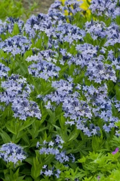 Blue Ice Blue Star (Amsonia) - 1 Gallon Pot