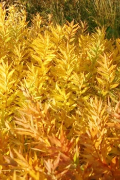 Blue Ice Blue Star (Amsonia) - 1 Gallon Pot -Outlet Leaf Echoes Store amsonia blue ice blue star 20