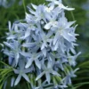 Threadleaf Blue Star (Amsonia Hubrichtii) - 1 Gallon Pot