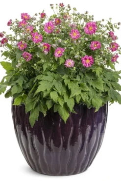 Fall In Love 'Sweetly' Anemone (Windflower) - 1 Gallon Pot -Outlet Leaf Echoes Store anemone fall in love sweetly 2 500x750 1