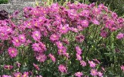 Fall In Love 'Sweetly' Anemone (Windflower) - 1 Gallon Pot -Outlet Leaf Echoes Store anemone fall in love sweetly 2 800x500 1