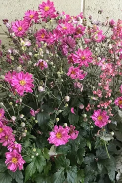 Fall In Love 'Sweetly' Anemone (Windflower) - 1 Gallon Pot -Outlet Leaf Echoes Store anemone fall in love sweetly 3 500x750 1