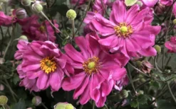 Fall In Love 'Sweetly' Anemone (Windflower) - 1 Gallon Pot -Outlet Leaf Echoes Store anemone fall in love sweetly 800x500 1