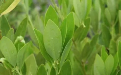 Ocala Yellow Anise (Illicium Parviflorum) - 3 Gallon Pot -Outlet Leaf Echoes Store aniseocala