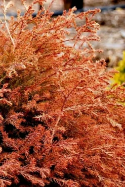 Fire Chief Arborvitae - 2 Gallon Pot -Outlet Leaf Echoes Store arborvitae fire chief 13 1