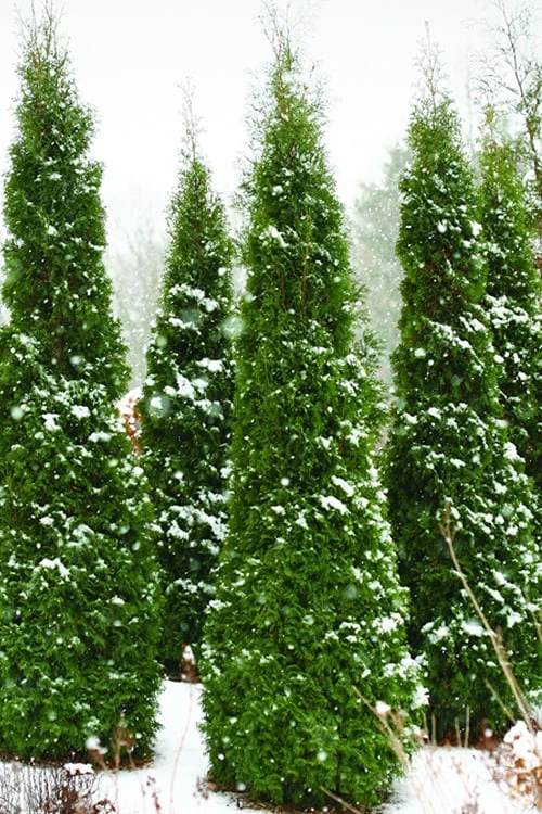 North Pole Arborvitae (Thuja) - 2 Gallon Pot 1 North Pole Arborvitae (Thuja) - 2 Gallon Pot