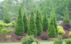 North Pole Arborvitae (Thuja) - 3 Gallon Pot -Outlet Leaf Echoes Store arborvitae north pole 800x500 2