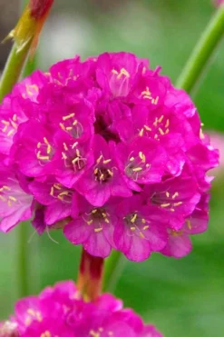 Splendens Sea Thrift (Armeria Maritima) - 5 Pack Of Quart Pots -Outlet Leaf Echoes Store armeria maritima splendens sea thrift 1