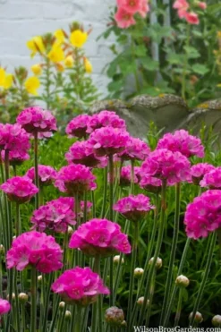 Splendens Sea Thrift (Armeria Maritima) - 5 Pack Of Quart Pots -Outlet Leaf Echoes Store armeria maritima splendens sea thrift 3
