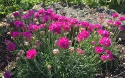 Splendens Sea Thrift (Armeria Maritima) - 6 Pack Of Pint Pots -Outlet Leaf Echoes Store armeria maritima splendens sea thrift 5 1