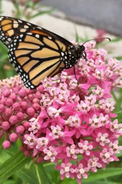 Rose Swamp Milkweed (Asclepias Incarnata) - 6 Pack Of 1 Gallon Pots -Outlet Leaf Echoes Store asclepias incarnata cinderella swamp milkweed 11