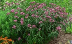 Rose Swamp Milkweed (Asclepias Incarnata) - 6 Pack Of 1 Gallon Pots -Outlet Leaf Echoes Store asclepias incarnata rose swamp milkweed 10