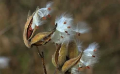 Rose Swamp Milkweed (Asclepias Incarnata) - 6 Pack Of 1 Gallon Pots -Outlet Leaf Echoes Store asclepias incarnata rose swamp milkweed 5