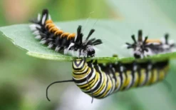Rose Swamp Milkweed (Asclepias Incarnata) - 6 Pack Of 1 Gallon Pots -Outlet Leaf Echoes Store asclepias incarnata rose swamp milkweed 8