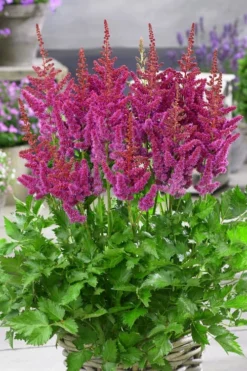 Visions In Red Astilbe - 1 Gallon -Outlet Leaf Echoes Store astilbe visions in red 11
