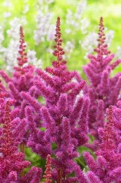 Visions In Red Astilbe - 1 Gallon -Outlet Leaf Echoes Store astilbe visions in red 13