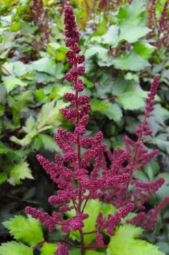 Visions In Red Astilbe - 1 Gallon -Outlet Leaf Echoes Store astilbe visions in red 16