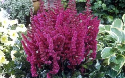 Visions In Red Astilbe - 1 Gallon -Outlet Leaf Echoes Store astilbe visions in red 2 800x500 1