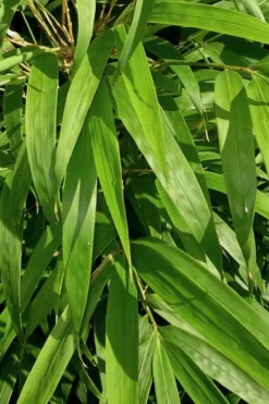 Golden Square Stem Bamboo (Chimonobambusa Quadrangularis 'Suow') - 3 Gallon Pot -Outlet Leaf Echoes Store bamboo golden square stem 7