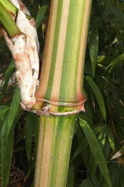 Golden Square Stem Bamboo (Chimonobambusa Quadrangularis 'Suow') - 3 Gallon Pot -Outlet Leaf Echoes Store bamboo golden square stem 9