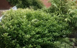 Ruscus Bamboo (Shibataea Kumasaca) - 3 Gallon Pot -Outlet Leaf Echoes Store bamboo ruscus 21 1