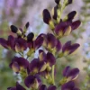 Grape Taffy Baptisia (Purple False Indigo) - 2 Gallon Pot