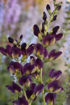 Grape Taffy Baptisia (Purple False Indigo) - 2 Gallon Pot