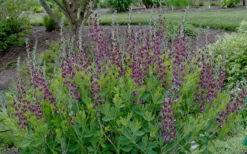 Grape Taffy Baptisia (Purple False Indigo) - 2 Gallon Pot 8 Grape Taffy Baptisia (Purple False Indigo) - 2 Gallon Pot -Outlet Leaf Echoes Store baptisia australis grape taffy 5