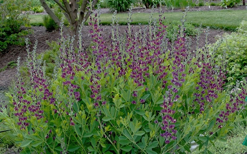 Grape Taffy Baptisia (Purple False Indigo) - 2 Gallon Pot 4 Grape Taffy Baptisia (Purple False Indigo) - 2 Gallon Pot - Image 4